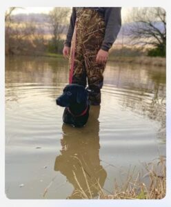 boy and birddog