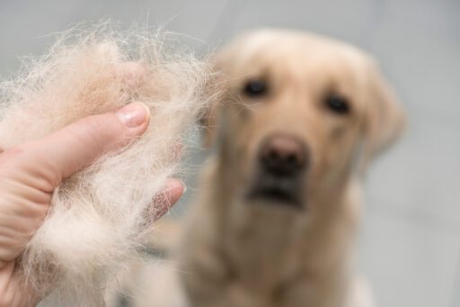 dog shedding