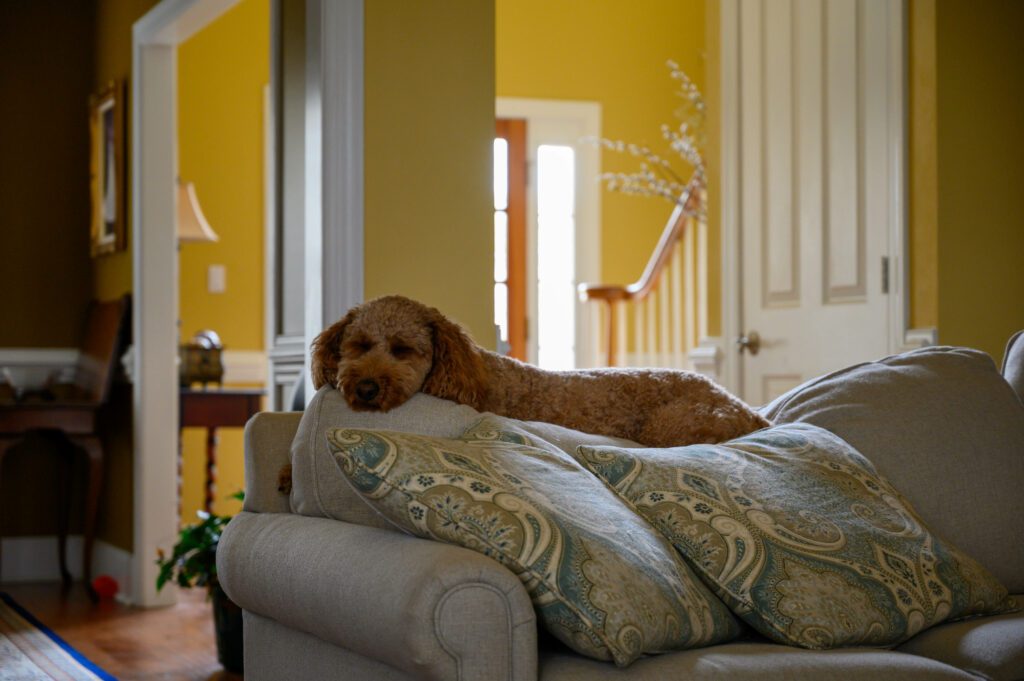 Young brown curly golden doodle