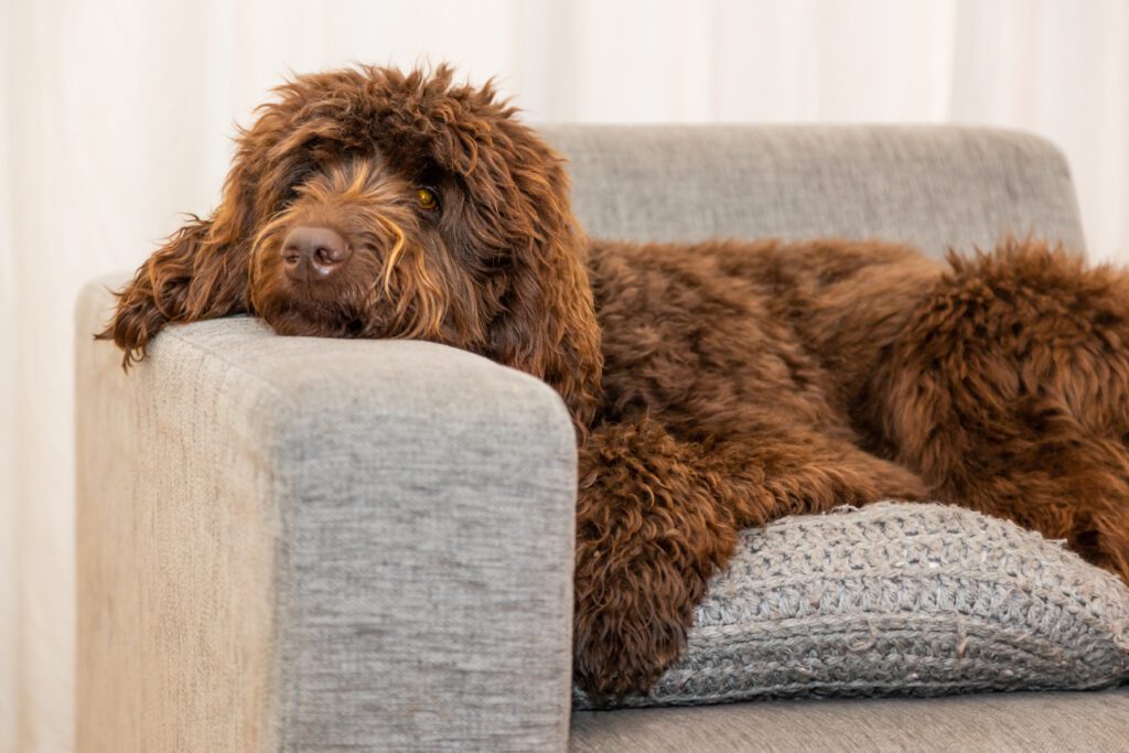Golden brown labradoodle on couch
