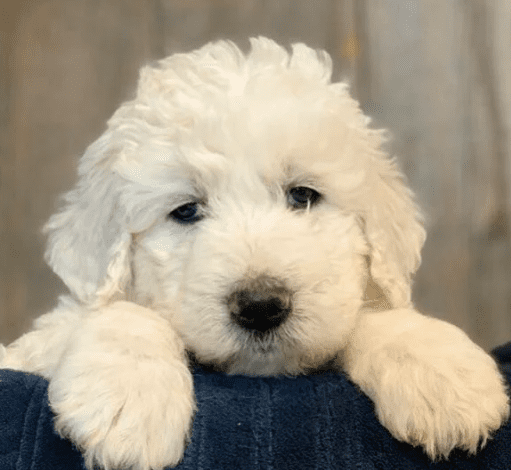 english cresm goldendoodle