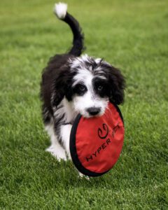 puppy with frisbee