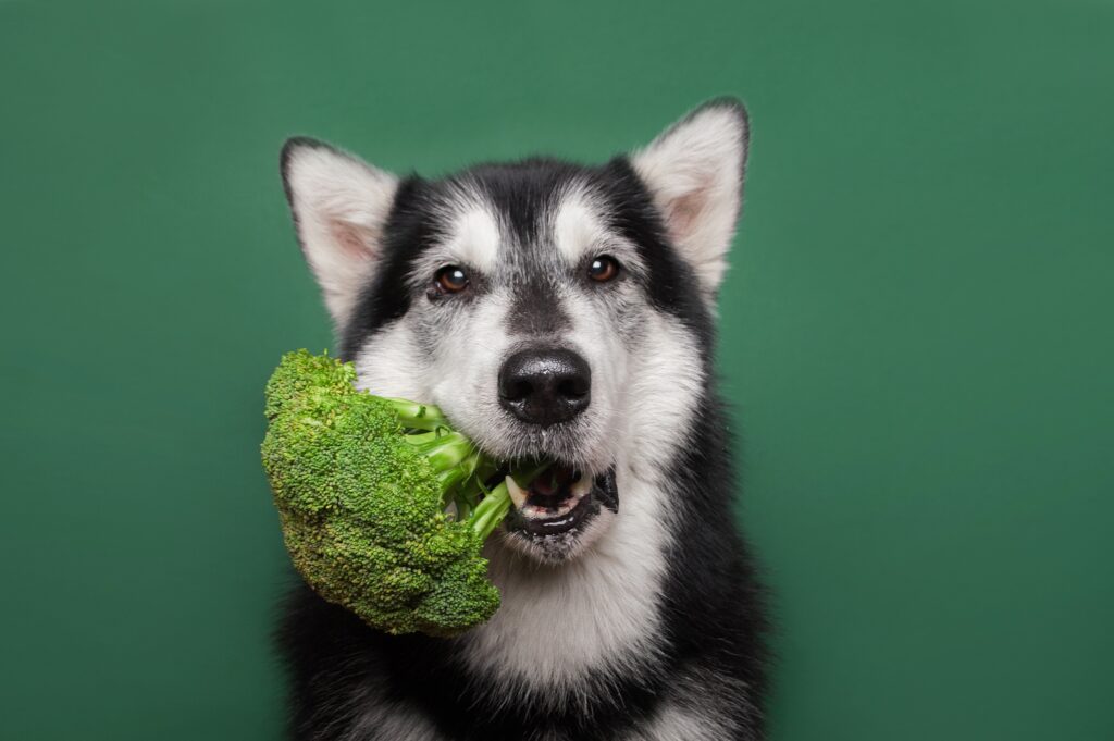 dog eating broccoli