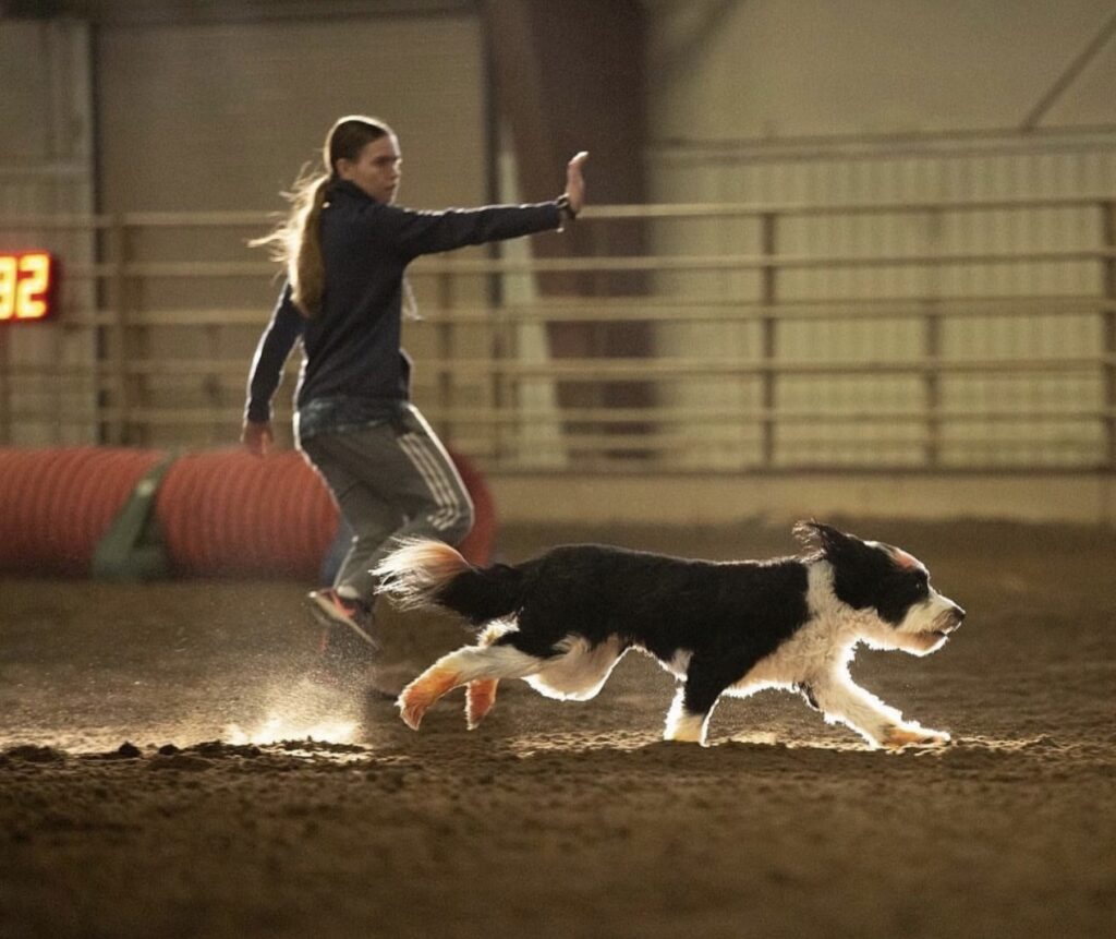 dog running