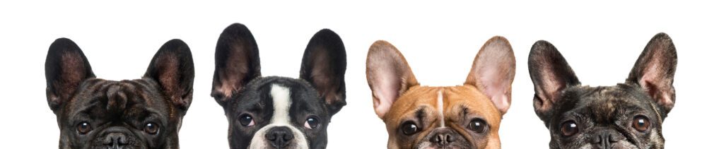 French Bulldogs