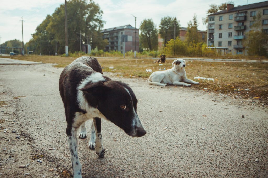 The Rarest Dogs on Earth: The Radioactive Dogs of Chernobyl