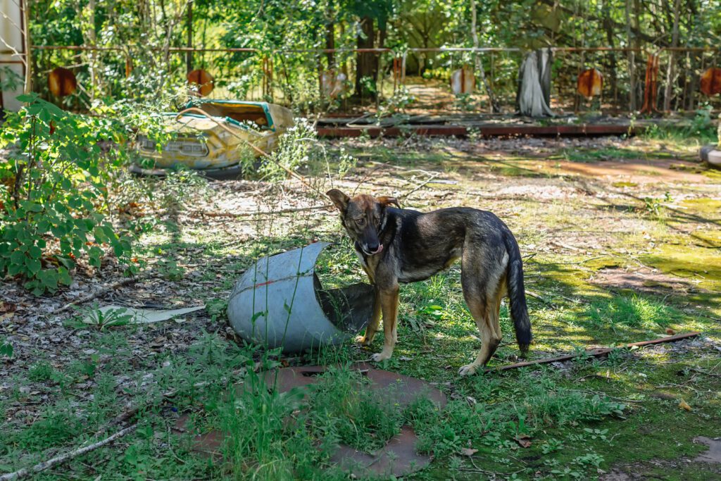 wild dog