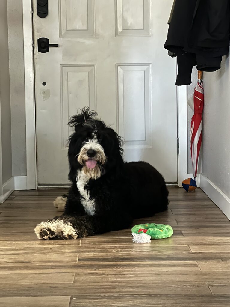 bernedoodle with her toys