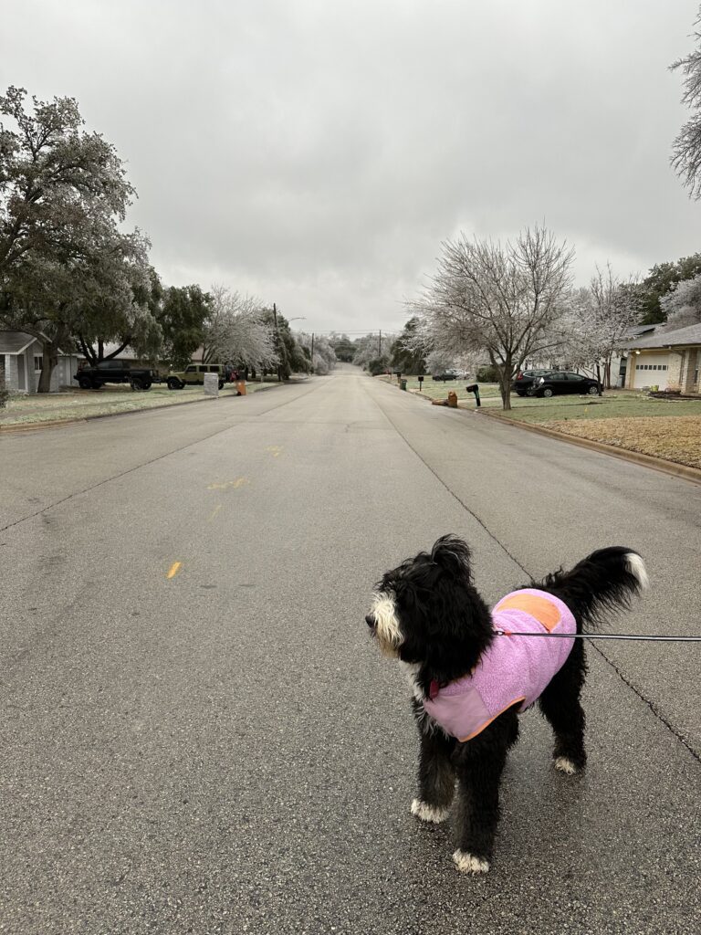 bernedoodle on a walk