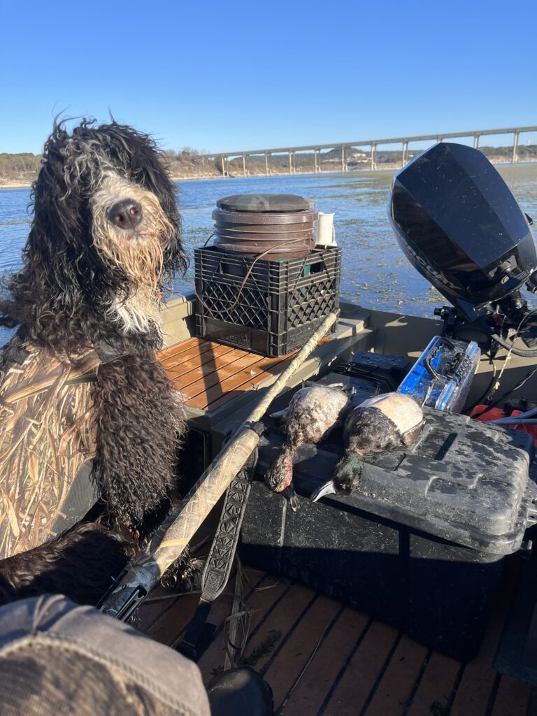 bernedoodle fishing