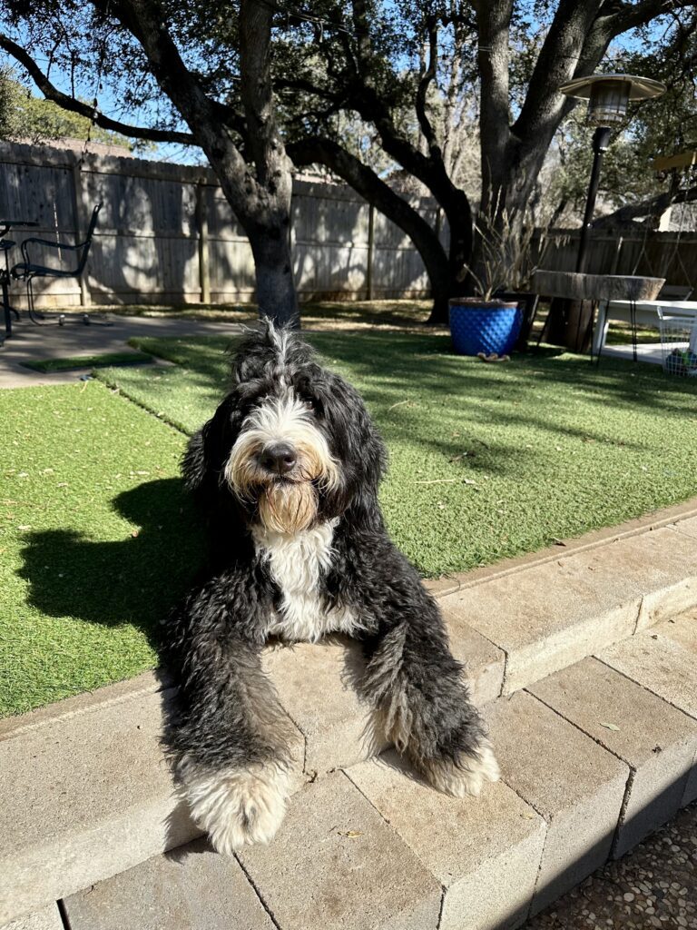 bernedoodle in sun