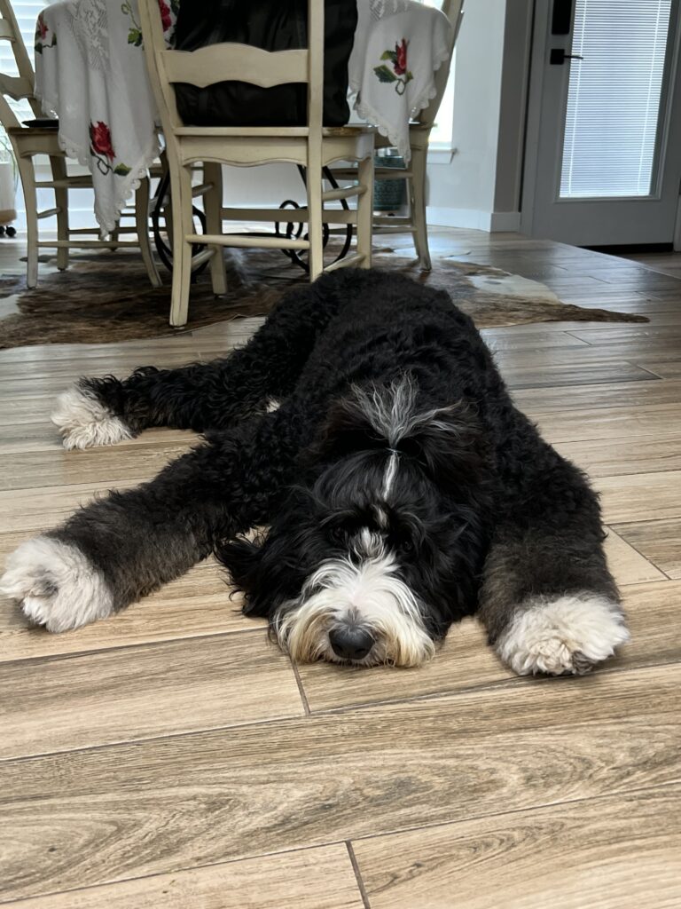 bernedoodle resting