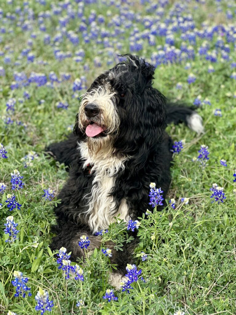 bernedoodle in bluebonnets