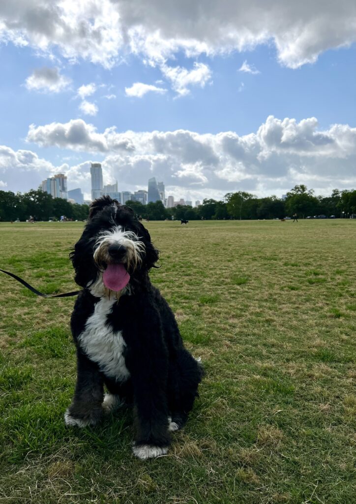 bernedoodle