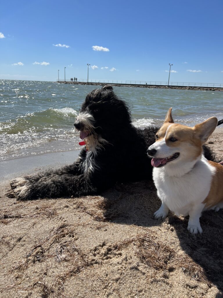 bernedoodle and corgi on a beach