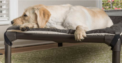 golden retriever on a kuranda bed