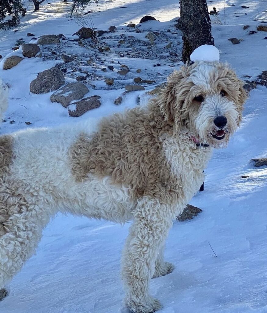 F1b Goldendoodle