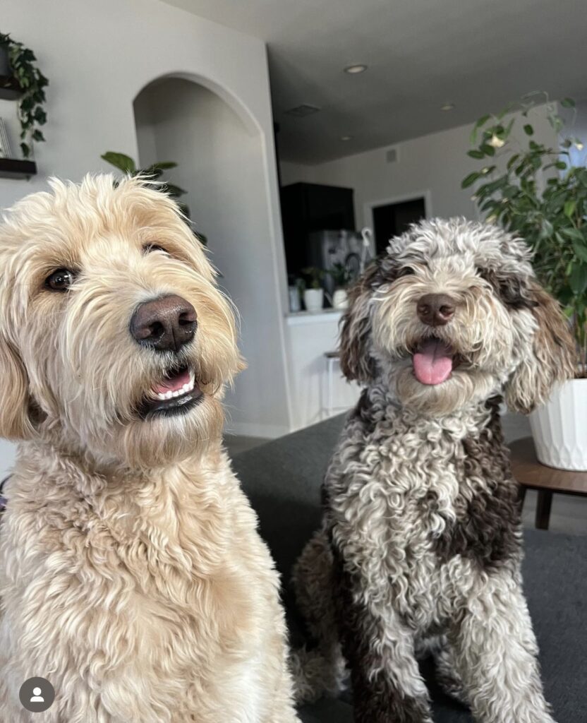 goldendoodle and labradoodle