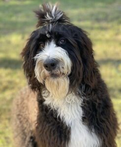 bernedoodle