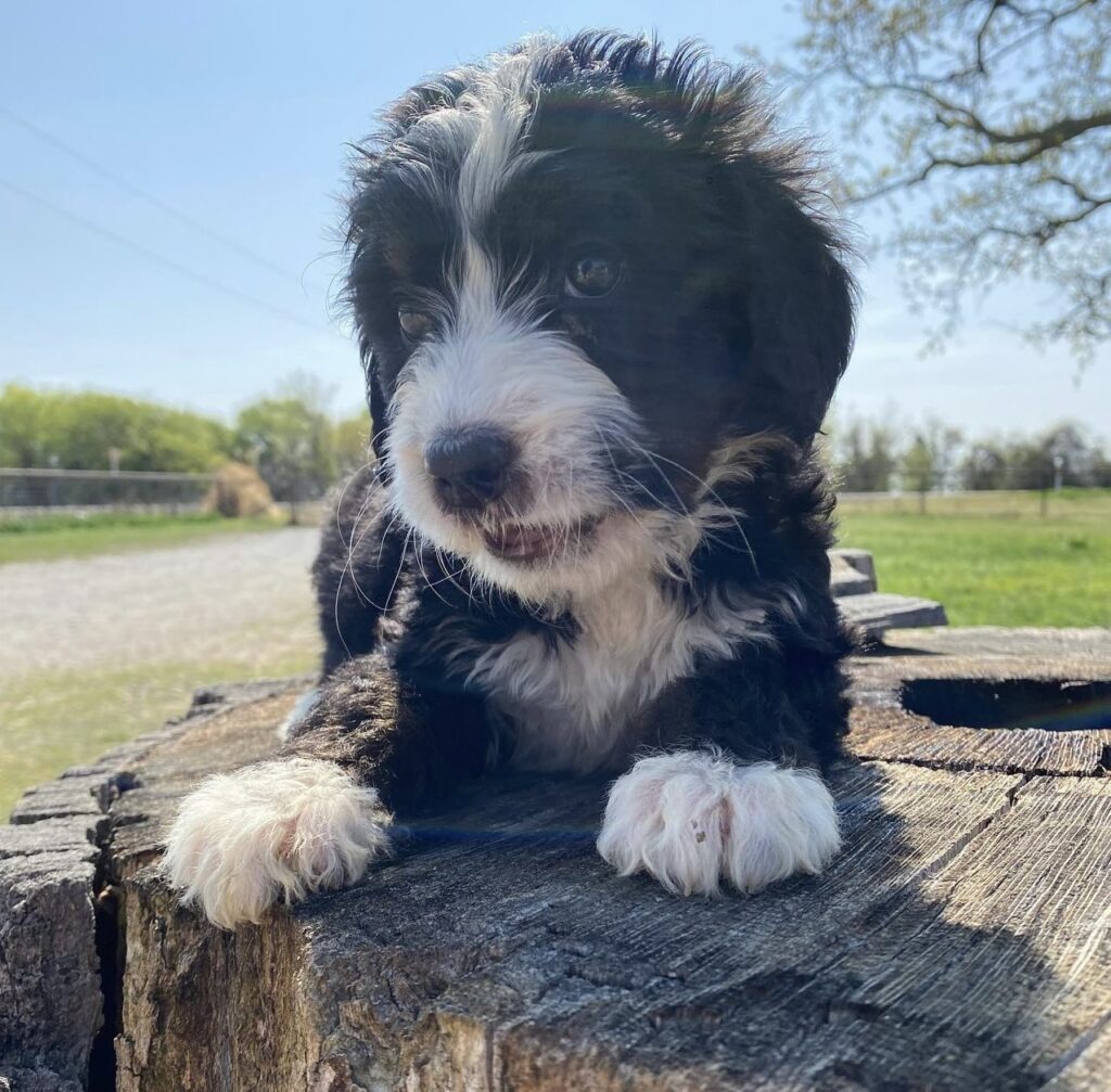 bernedoodle puppy