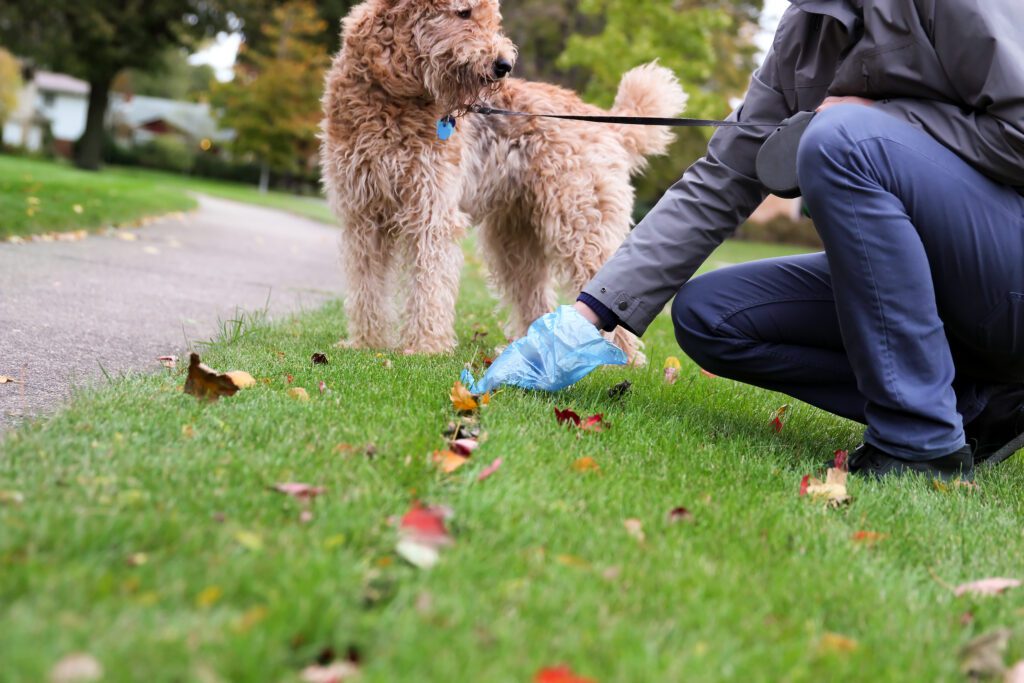 picking up dog poo