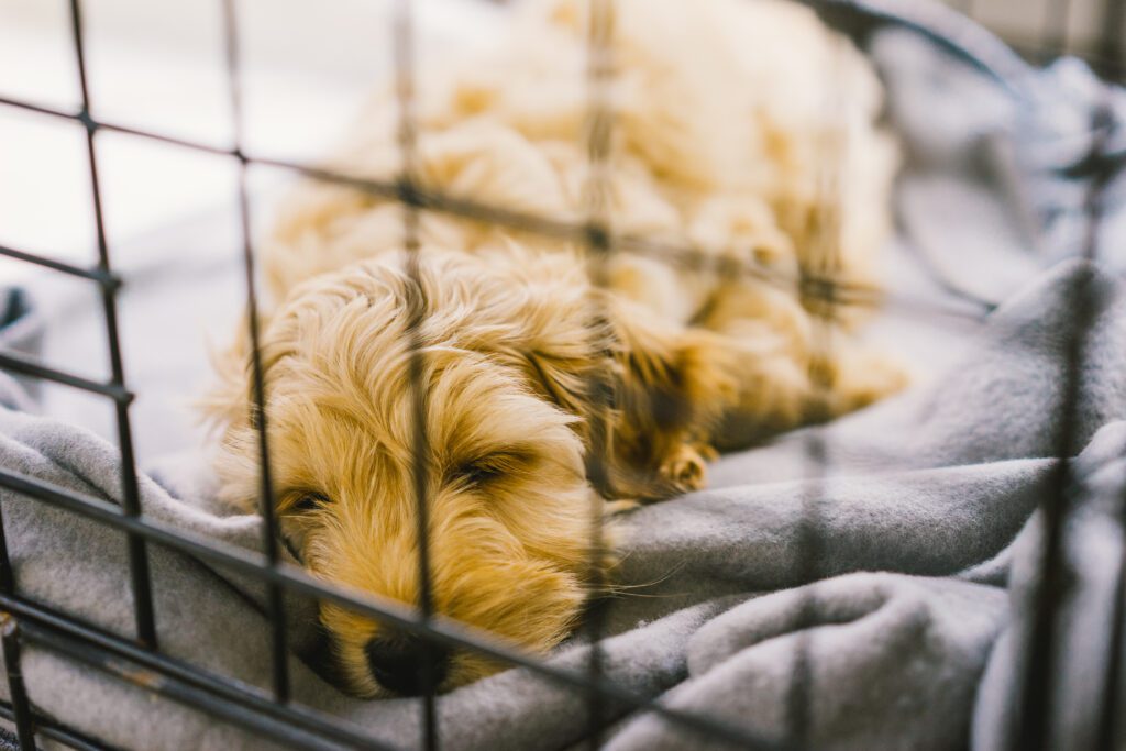 goldendoodle sleeping in crate