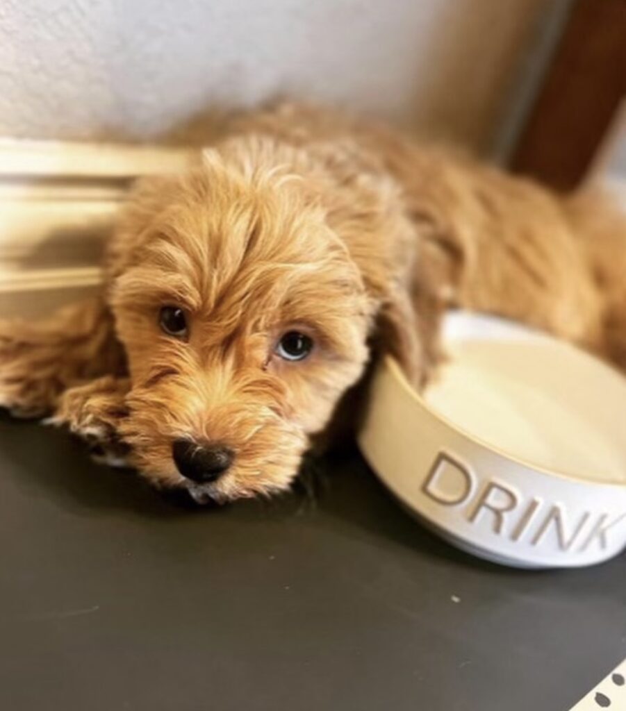 puppy and bowl