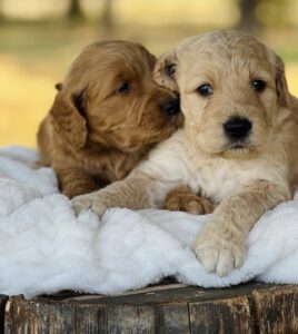 goldendoodle puppies