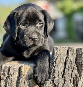 black lab puppy