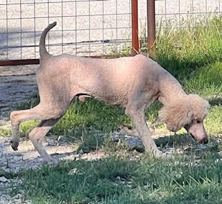 standard poodle