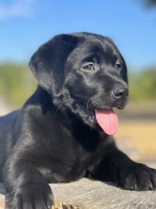 black lab puppy