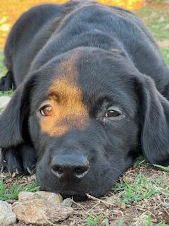 labrador retriever puppy