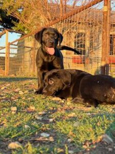 labrador retriever puppy
