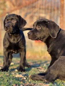 labrador retriever puppy