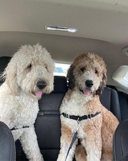 goldendoodle and bernedoodle