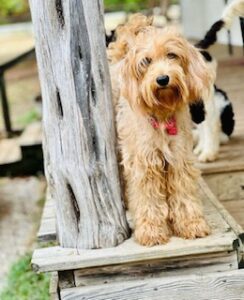 mini-goldendoodle