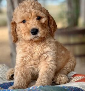 goldendoodle puppy