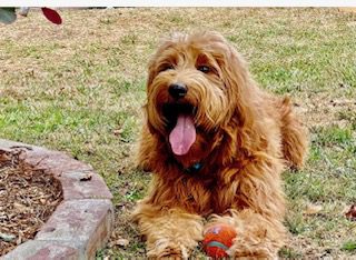 goldendoodle