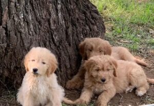 goldendoodle puppies