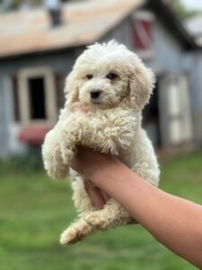 pyredoodle puppy