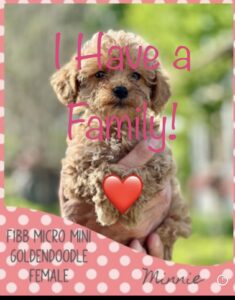 mini-goldendoodle puppy