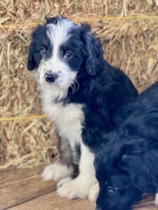 bordoodle puppy