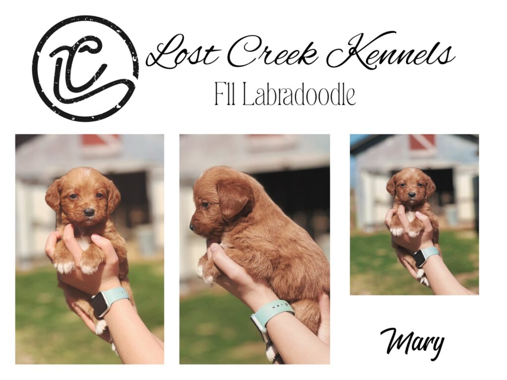 English labradoodle puppy