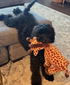 goldendoodle