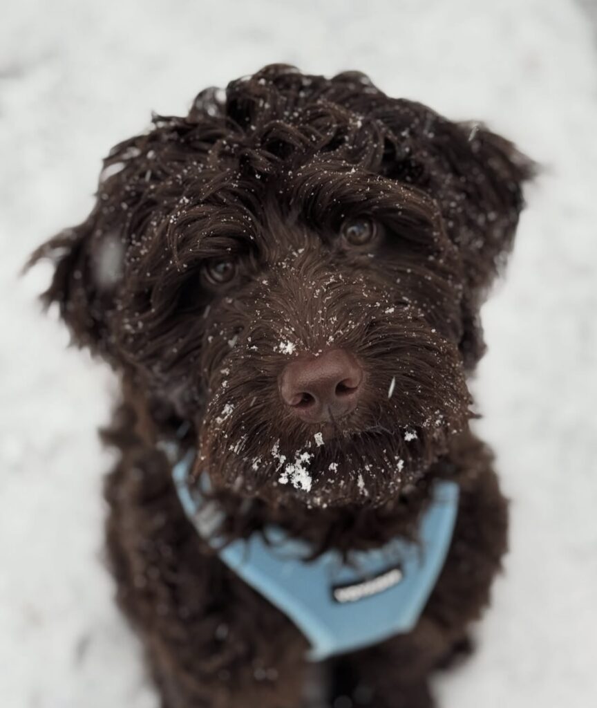English labradoodle