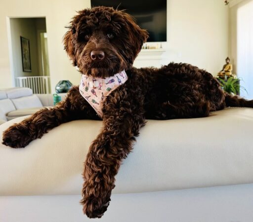 English labradoodle
