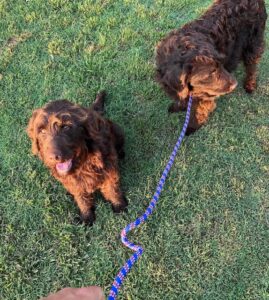 English labradoodle