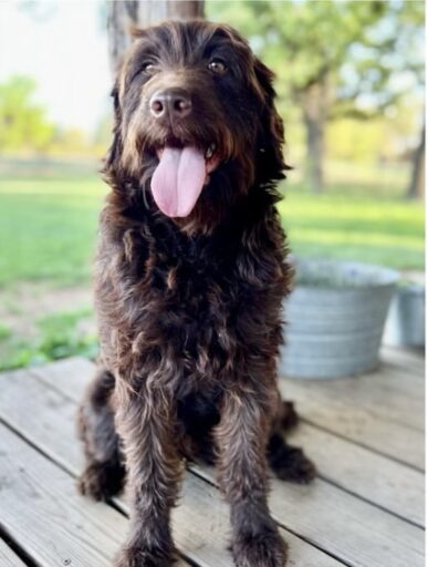 labradoodle