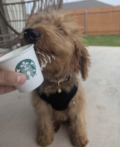 goldendoodle