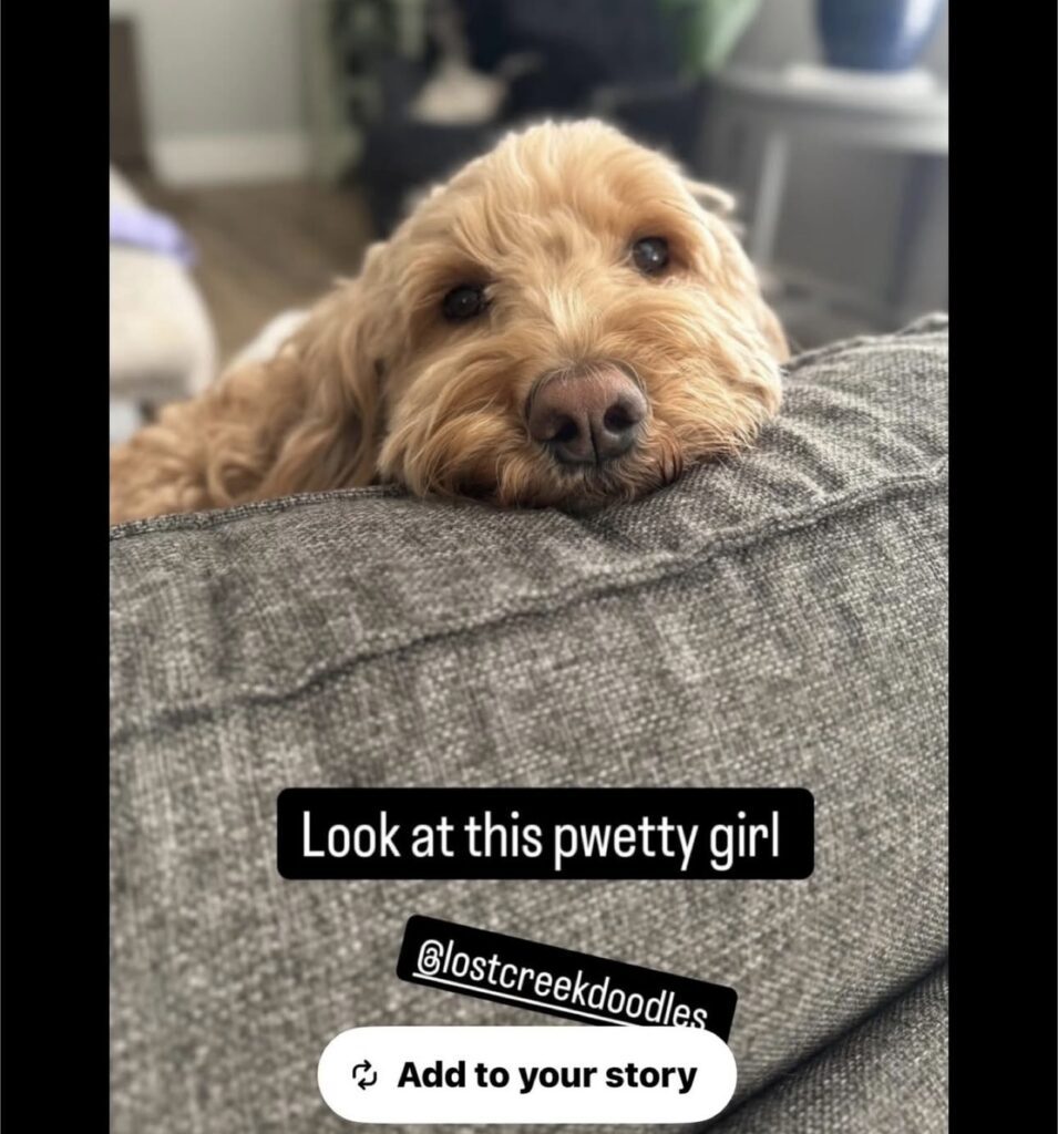 goldendoodle